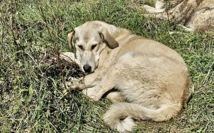 Junghund Fred sucht ein Zuhause. Adopt don´t shop