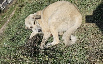 Junghund Fred sucht ein Zuhause. Adopt don´t shop