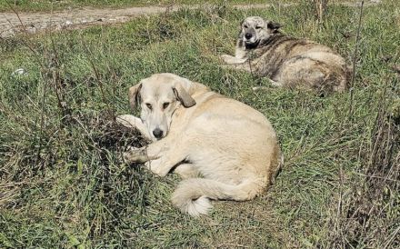 Junghund Fred sucht ein Zuhause. Adopt don´t shop