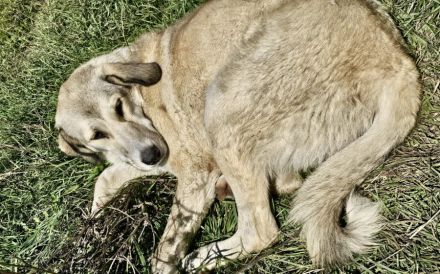 Junghund Fred sucht ein Zuhause. Adopt don´t shop