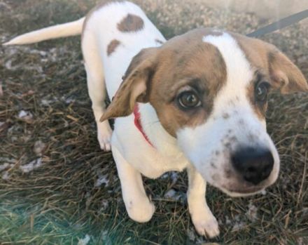 Verspielter "Heini" sucht sein Zuhause