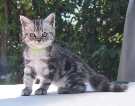 reinrassige Britisch Kurzhaar, BKH Kitten vom Kragener Eck