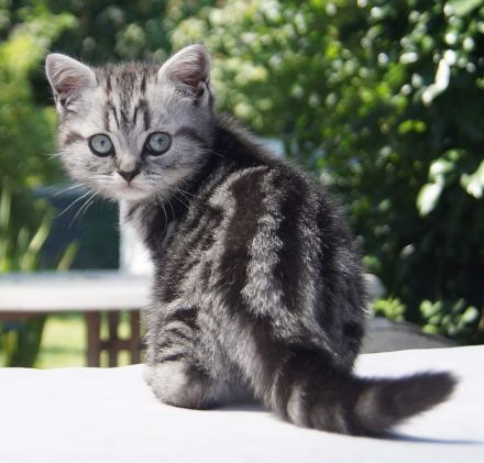 reinrassige Britisch Kurzhaar, BKH Kitten vom Kragener Eck