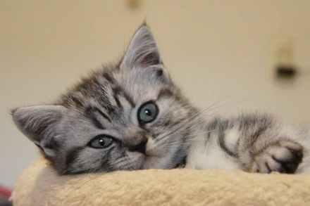 reinrassige Britisch Kurzhaar, BKH Kitten vom Kragener Eck