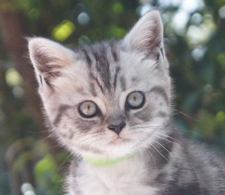 reinrassige Britisch Kurzhaar, BKH Kitten vom Kragener Eck