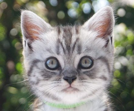 reinrassige Britisch Kurzhaar, BKH Kitten vom Kragener Eck