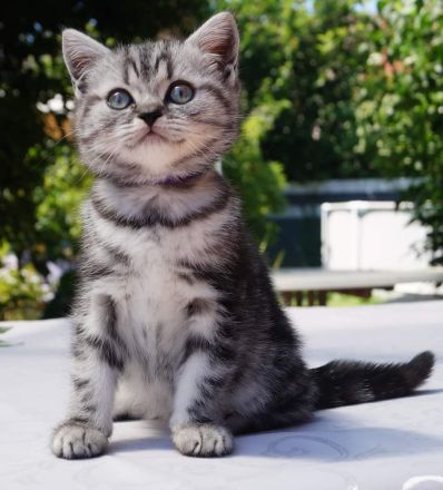 reinrassige Britisch Kurzhaar, BKH Kitten vom Kragener Eck