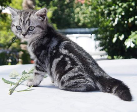 reinrassige Britisch Kurzhaar, BKH Kitten vom Kragener Eck
