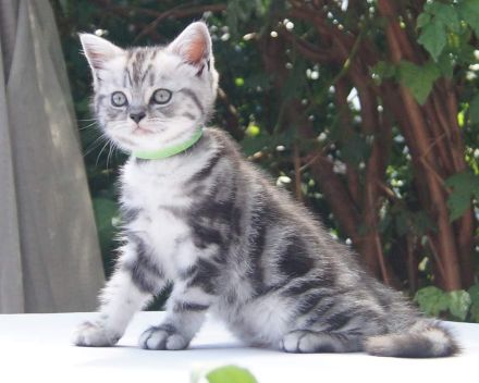 reinrassige Britisch Kurzhaar, BKH Kitten vom Kragener Eck