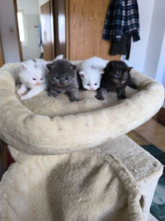 Birma- Perser Kätzcher