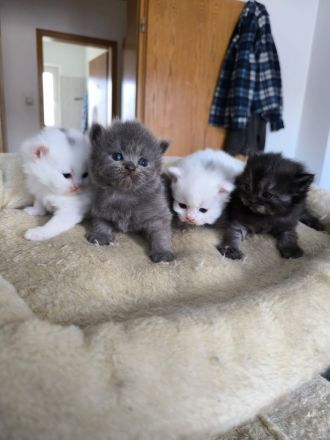 Birma- Perser Kätzcher