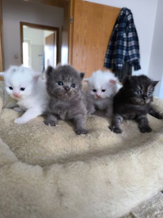 Birma- Perser Kätzcher