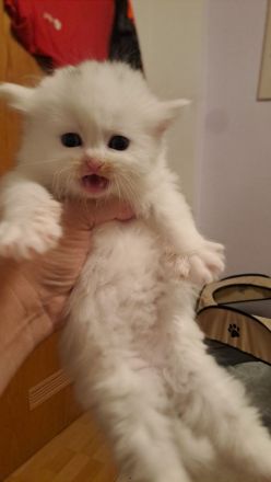 Birma- Perser Kätzcher