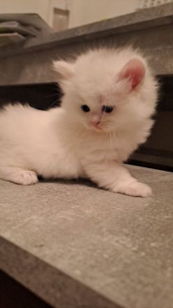 Birma- Perser Kätzcher