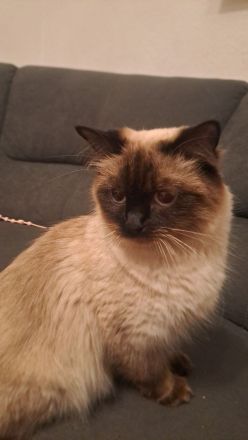 Birma- Perser Kätzcher