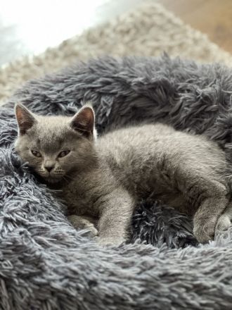 BKH Kitten Reinrassig