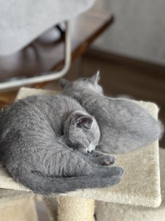 BKH Kitten Reinrassig