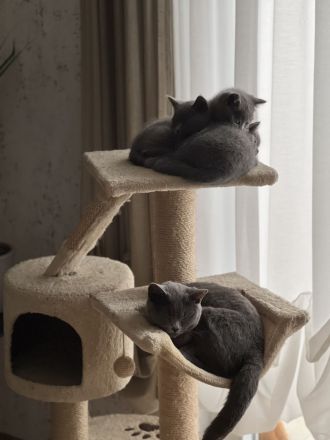 BKH Kitten Reinrassig