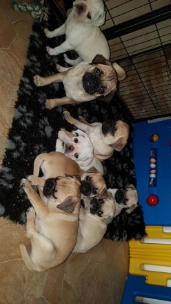 Mopszucht vom Stromberg