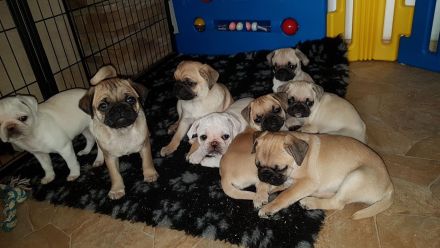 Mopszucht vom Stromberg