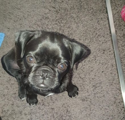 Mopszucht vom Stromberg