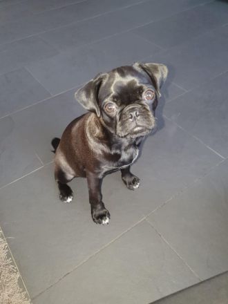 Mopszucht vom Stromberg