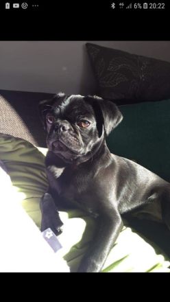 Mopszucht vom Stromberg