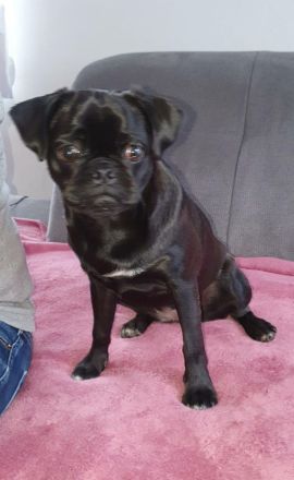 Mopszucht vom Stromberg