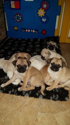 Mopszucht vom Stromberg