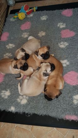 Mopszucht vom Stromberg