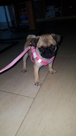 Mopszucht vom Stromberg