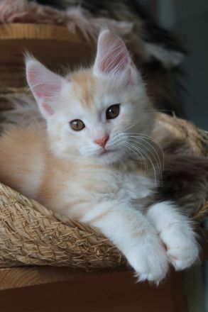Maine Coon Kitten