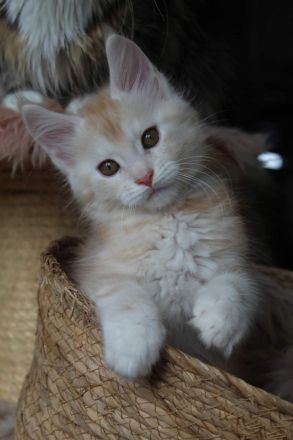 Maine Coon Kitten