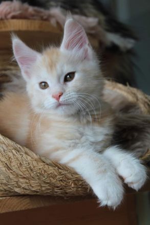 Maine Coon Kitten