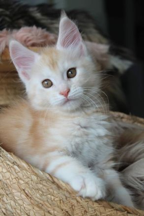Maine Coon Kitten