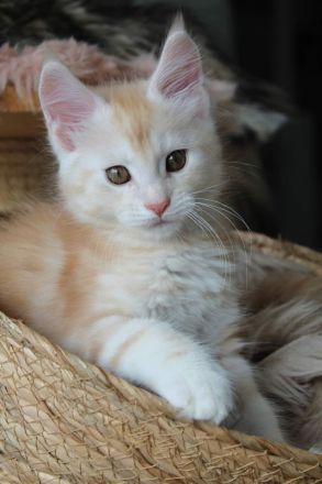 Maine Coon Kitten