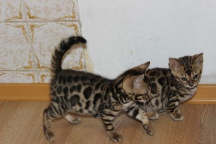 Bengal Kitten
