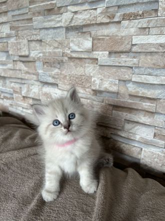 Reinrassige Neva-Masquarade-Kitten/Sibirische Waldkatze