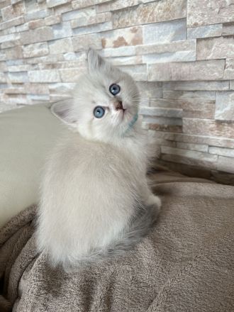 Reinrassige Neva-Masquarade-Kitten/Sibirische Waldkatze