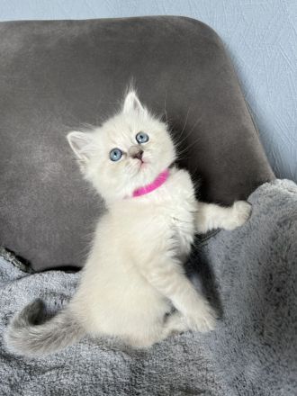 Reinrassige Neva-Masquarade-Kitten/Sibirische Waldkatze