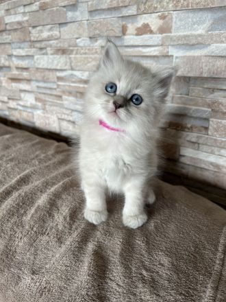 Reinrassige Neva-Masquarade-Kitten/Sibirische Waldkatze