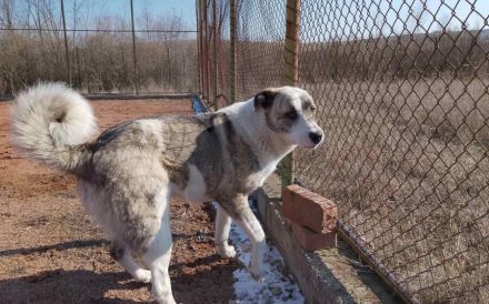 Die freundliche Isis sucht ihre Familie!