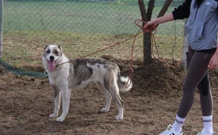 Die freundliche Isis sucht ihre Familie!