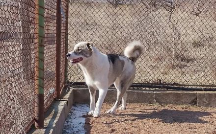 Die freundliche Isis sucht ihre Familie!