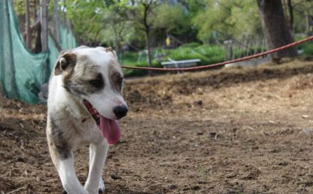 Die freundliche Isis sucht ihre Familie!