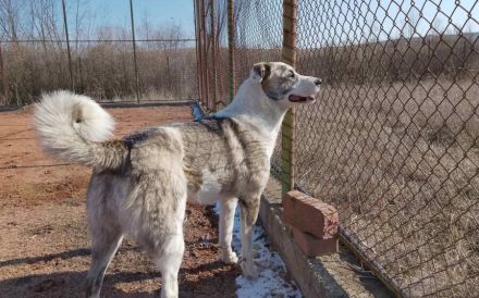 Die freundliche Isis sucht ihre Familie!