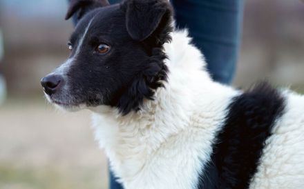 Bringst du das Glück zu Tyson?