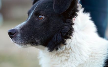 Bringst du das Glück zu Tyson?