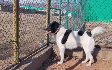 Bringst du das Glück zu Tyson?