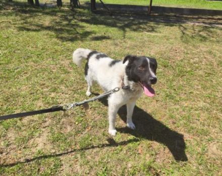 Bringst du das Glück zu Tyson?